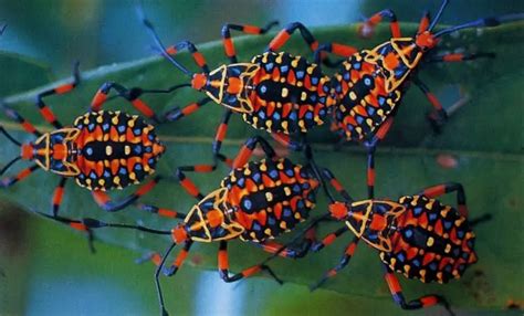 10 Cutest And Most Colourful Insects On Earth Slapped Ham