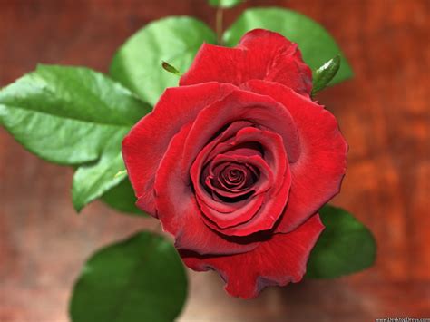Desktop Wallpapers Flowers Backgrounds Fresh Red Rose