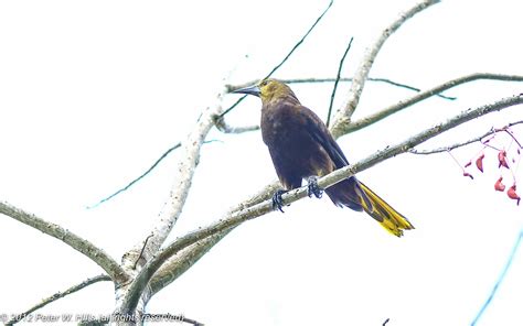 Oropendola Russet Backed Psarocolius Angustifrons Adult Ecuador