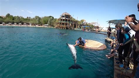 Dolphin Reef Eilat Israel Youtube