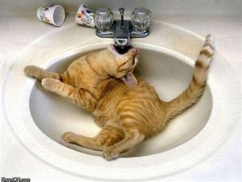 Drinkingproblemcat Funny Animal Pictures Funny Cat Pictures Cats