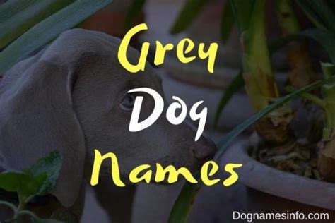 Unique Grey Dog Names 2024 500 Fantastic Ideas