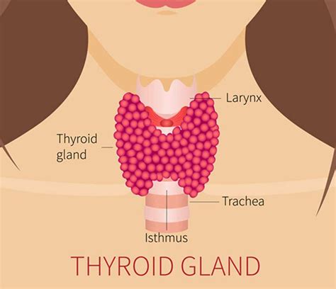 Thyroid Anatomy Uci Head And Neck Surgery Uci Ent Doctors
