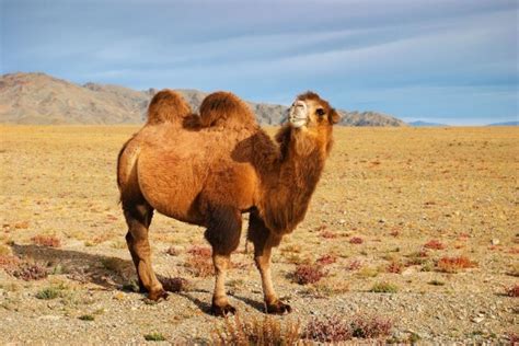 Camello En El Desierto De Gobi Mongolia 4530