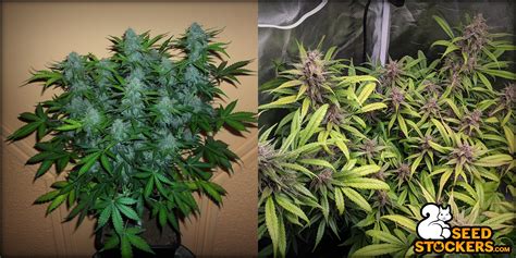 Autoflower Vs Feminized Cannabis Seeds Weedstockers