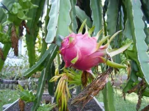 The first step to growing guava from seed is to break the seed dormancy. Growing Dragon Fruit - Time Lapse from bud to fruit - YouTube