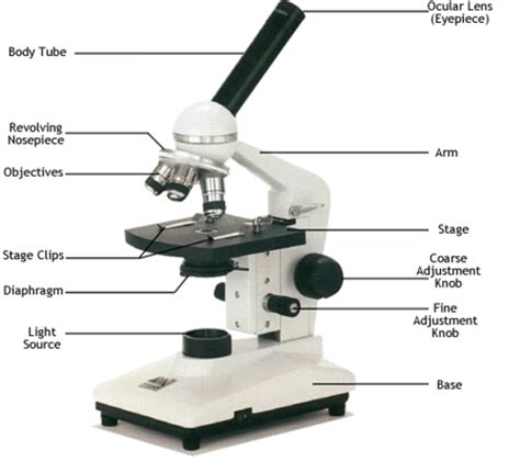 Label parts of the microscope: The History of the Microscope timeline | Timetoast timelines