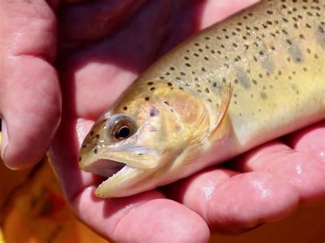 Cronkite News White Mountain Apache Tribe Works To Save Trout From