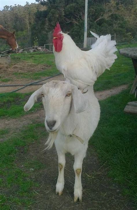 Chicken And Goat Животные