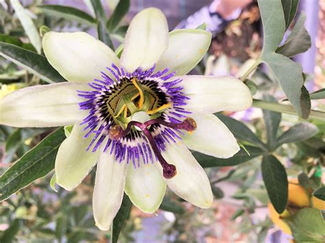 Passiflora Caerulea Blue Passion Flower Thepalmtreecompany