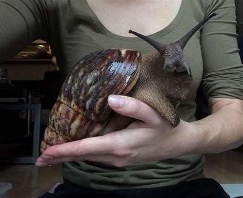 Why A Giant Land Snail Should Be The Biggest New Pet Trend Literally