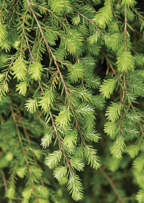 18 Of The Best Conifers To Plant In Your Yard