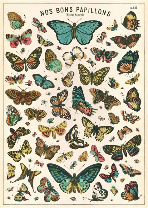 Cavallini And Co Butterfly Chart Decorative Paper Sheet Aesthetic In