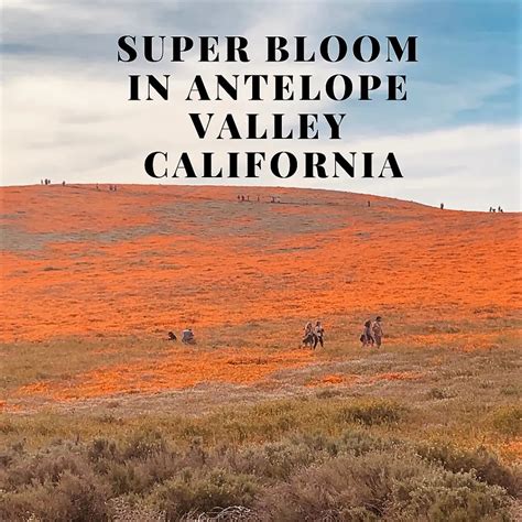 Super Bloom In Antelope Valley California Urvis Travel Journal