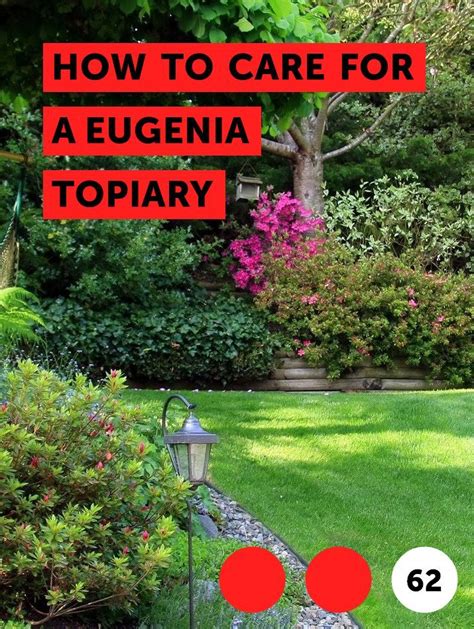Learn How To Care For A Eugenia Topiary How To Guides Tips And