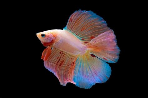 7 Of The Most Colorful Betta Fish For Your Home Fish Tank Nayturr