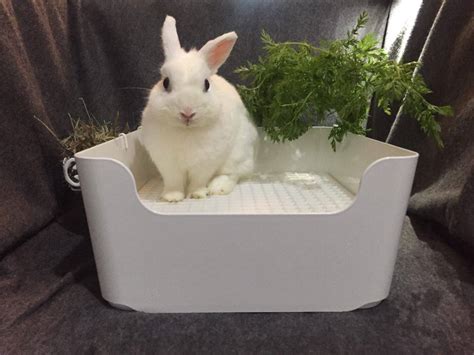 Diy Litter Box For Rabbit Litter Box Set Up For Rabbits What Are