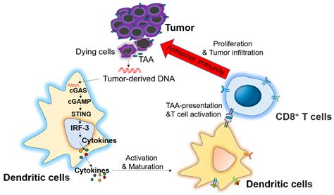 Ijms Free Full Text Promising Targets For Cancer Immunotherapy Tlrs Rlrs And Sting