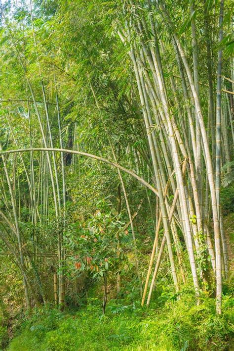 Bamboo Forest Green Bamboo Grove In Morning Sunlight Sulawesi