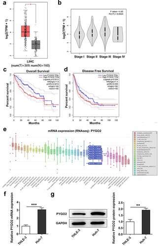 Full Article Interference Of Efna Suppresses Cell Proliferation