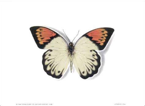 Butterfly Monarch Butterfly Mini Art Print Size 4x5 2480