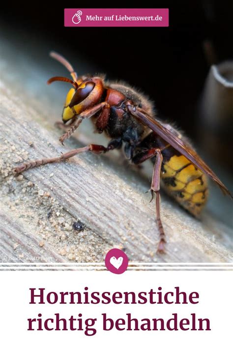 Hornissen und deren nester befinden sich in ihrem garten oder nahe ihrem haus? Hornissen im Garten: Wie gefährlich ist ein Hornissenstich ...