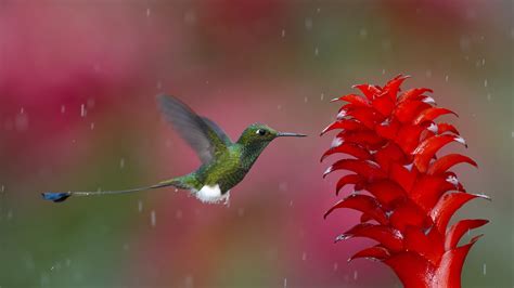 Hummingbird Hd Birds 4k Wallpapers Images Backgrounds Photos And