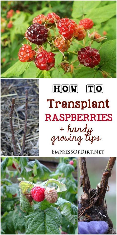 How To Transplant Raspberry Bushes Growing Raspberries Raspberry