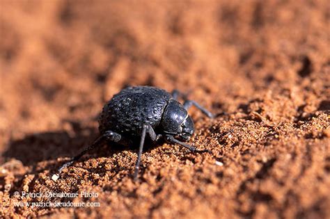 Find the perfect tenebrionid beetle stock photos and editorial news pictures from getty images. Patrick Dieudonne Photo Stock