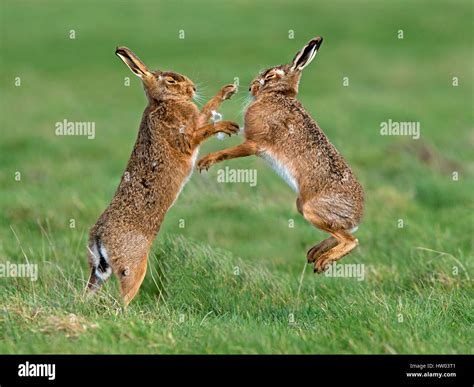 Hare Uk Boxing High Resolution Stock Photography And Images Alamy