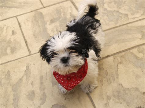 Shih Tzu Puppy Dog With Scarf Stock Photo Image Of