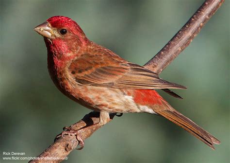 Seven Red Birds For The Holidays The National Wildlife Federation Blog