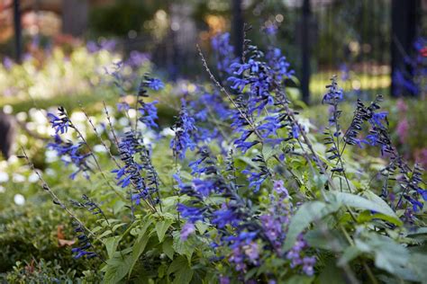32 Deer Resistant Perennial Plants To Grow Outside