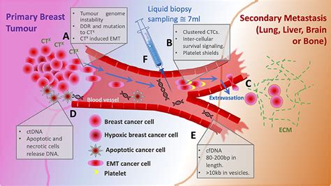 Breast Cancer Cells