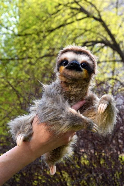Sloth In 2021 Cute Baby Sloths Cute Sloth Pictures Baby Sloth