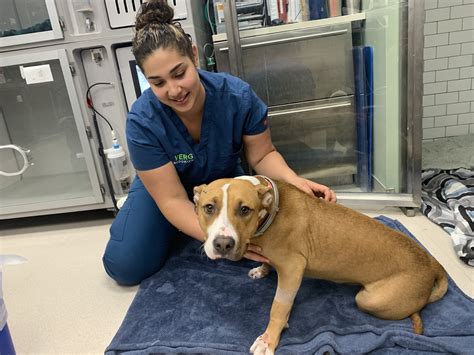 We did not find results for: Local residents, vet help heal dog of man fatally struck ...