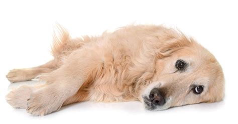 8 Ways Youre Seriously Hurting Your Dogs Health Without Realizing It