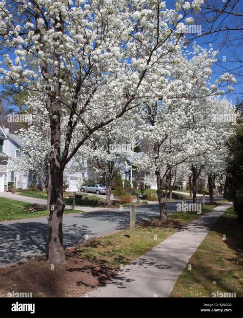 Bradford Pear Tree In Bloom Hi Res Stock Photography And Images Alamy