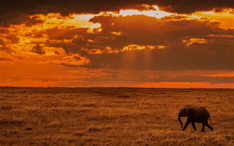 Papel Tapiz Elefante Savanna Sunset Naturaleza África Hd