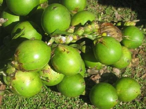 Daun gambir kering dikemas dalam wadah yang kedap udara atau dalam kantong plastik. Obat Ikan Cupang Aduan Alami untuk Sisik dan Gigi