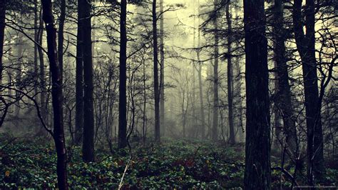 Foggy Forest Wallpaper 74 Images