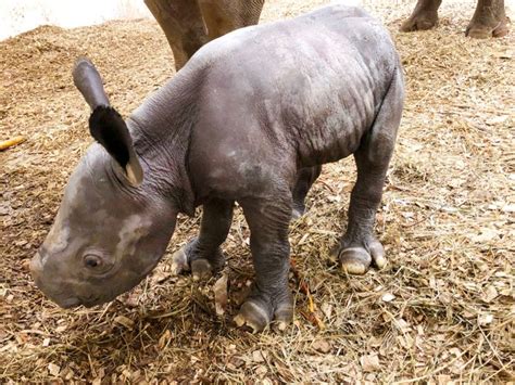 Zooborns Baby Rhino Baby Animals Pictures Baby Animals