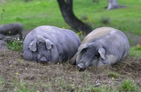 Desciende El Precio Del Porcino Ibérico