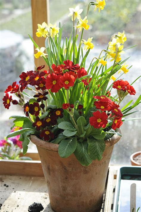 293 Best Images About Container Gardening Hanging