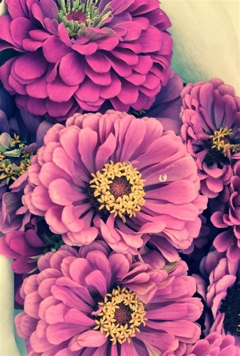 We did not find results for: What flowers start with the letter 'z'? - Quora