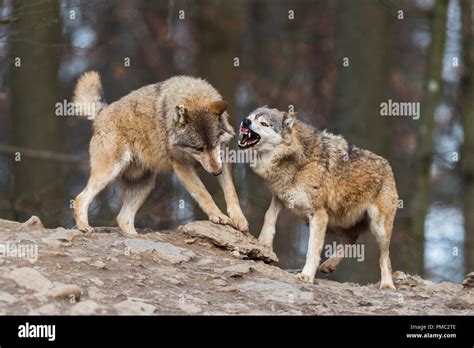 Two Wolves Mating Hi Res Stock Photography And Images Alamy