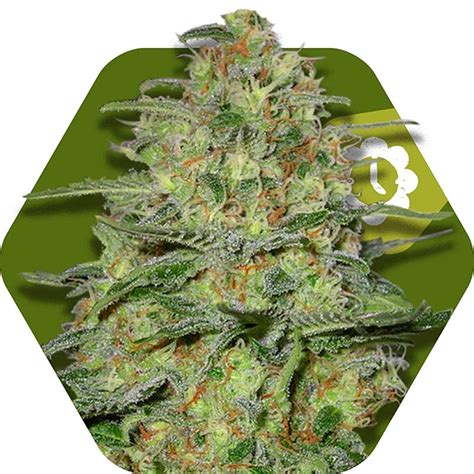 Raw also makes some packs of just filter papers that, of course, work perfectly. Green Monster Autoflowering