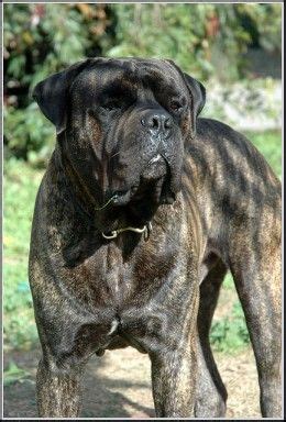 These playful, loving bullmastiff puppies will grow into a large domestic dog with a short muzzle and a solid build. Five Best Family Guard Dog Breeds | Bull mastiff dogs ...