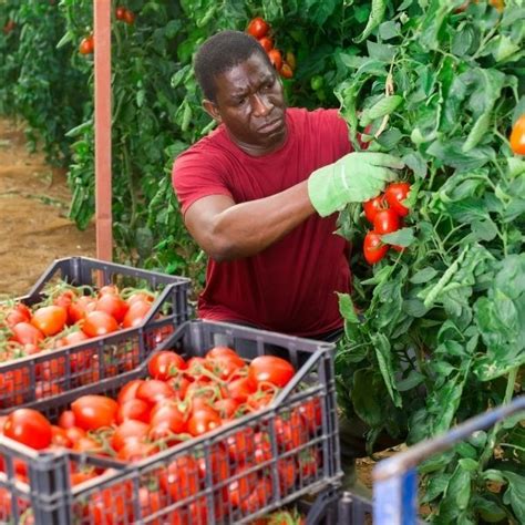 Tomato Greenhouse Farming In Nigeria Veggie Grow
