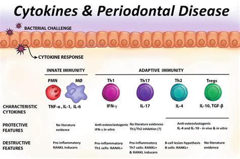 Cytokines And Periodontal Disease Download Scientific Diagram
